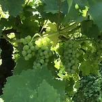 Wine & Nature & Tour Дом отдыха
