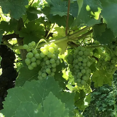 Wine & Nature & Tour Feriehus