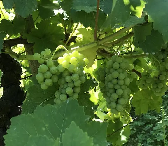 Wine & Nature & Tour Dom wakacyjny